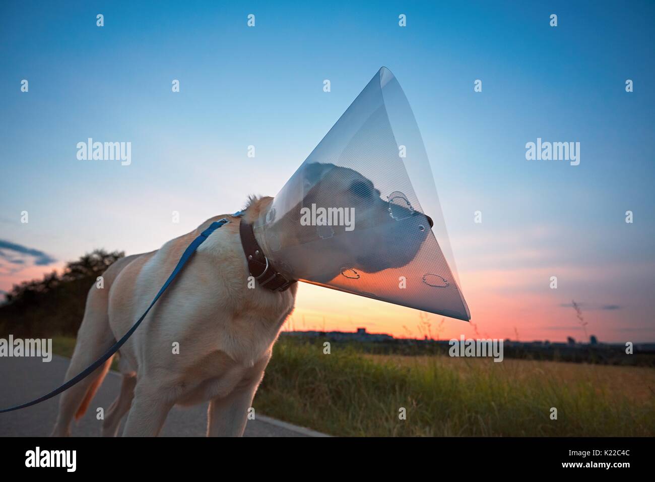 Silhouette du vieux chien après la chirurgie. Labrador retriever portant collier de protection médicale sur la marche. Banque D'Images