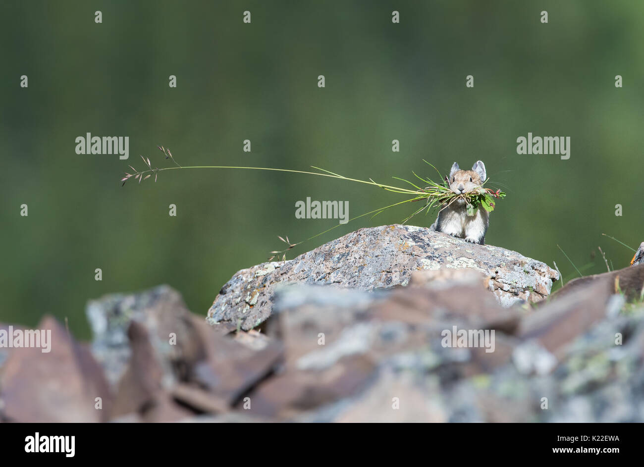 Pika américain Banque D'Images