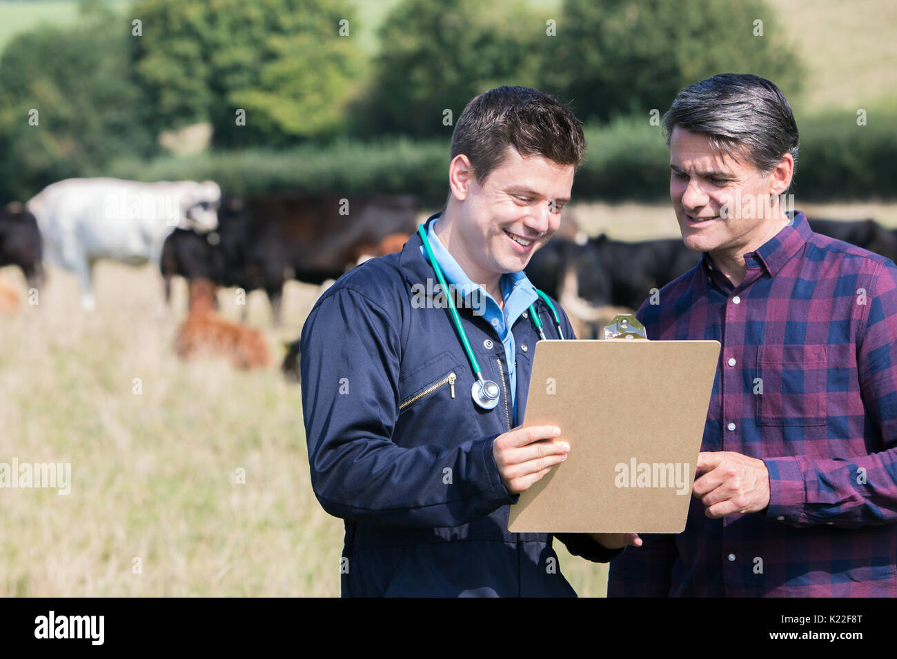 Agriculteur et l'EFP dans le champ avec les bovins à la recherche au presse-papiers Banque D'Images