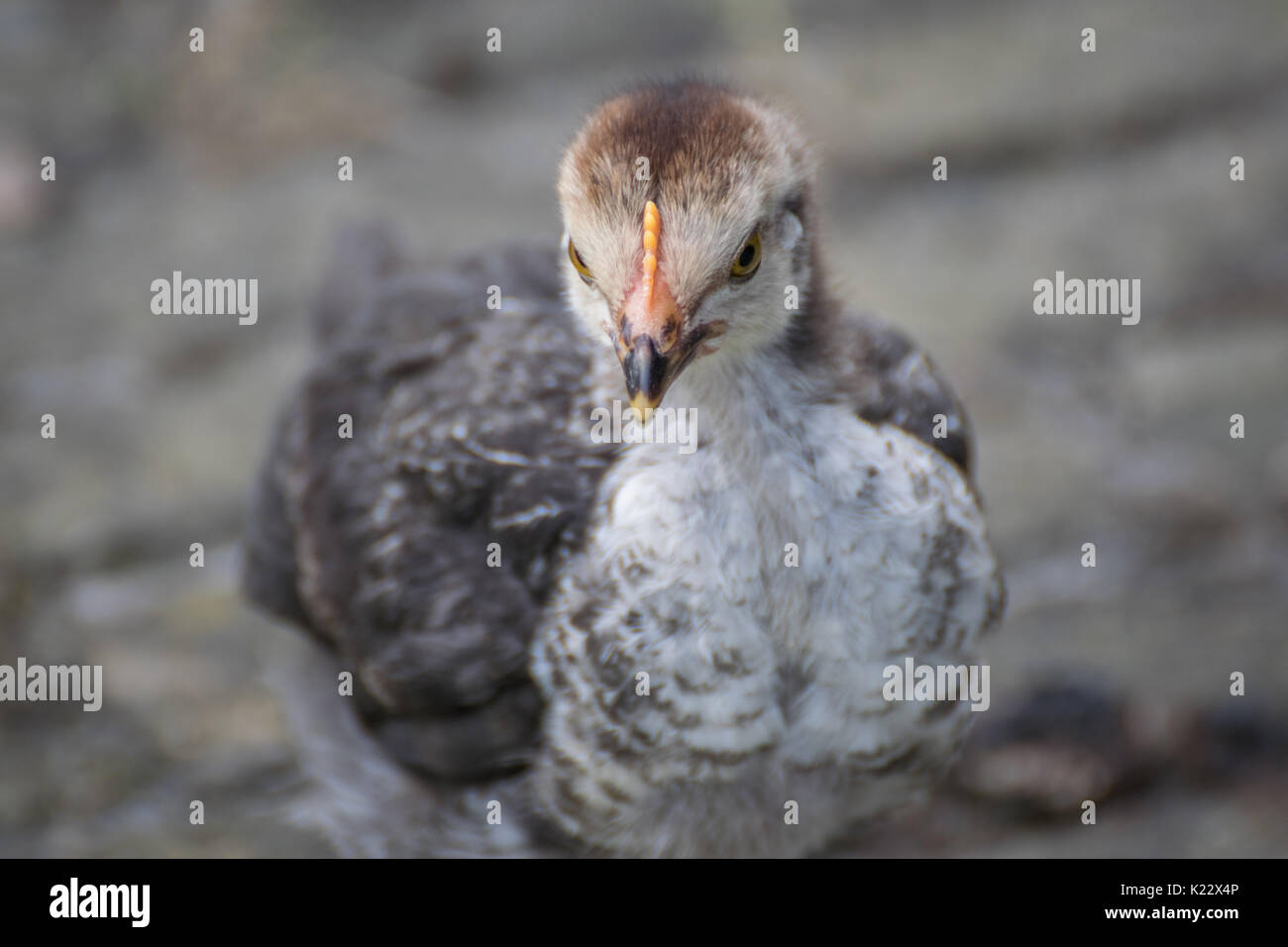 Baby Chicken, jeune oiseau Banque D'Images