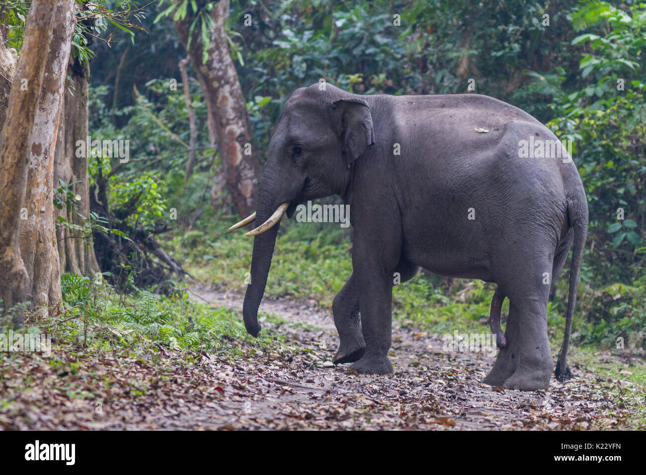 L'éléphant indien dans le parc national de Kaziranga en Assam, Inde. Banque D'Images