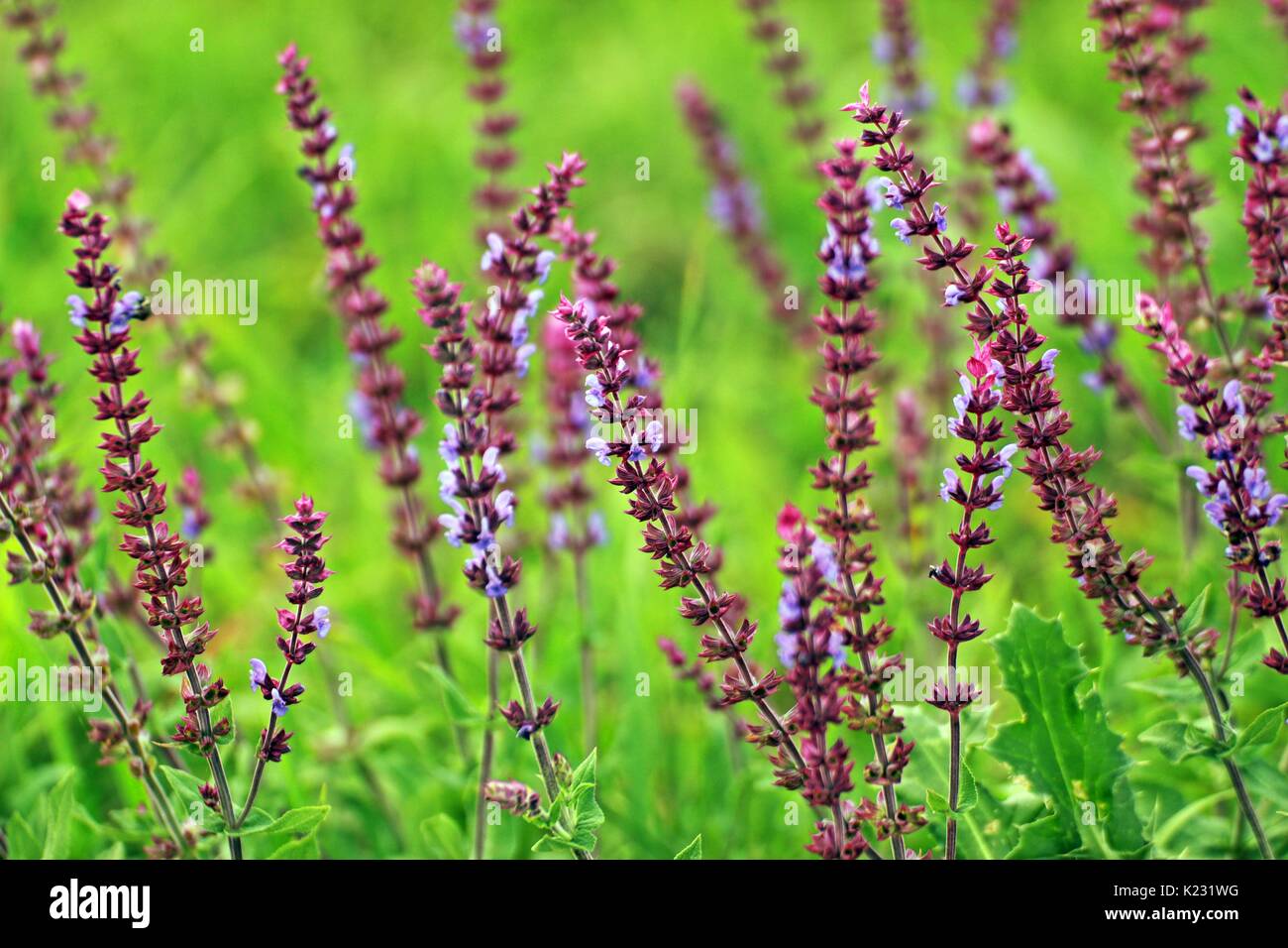 Lavande parfumée sur l'été, un champ vert, relaxation, vert, violet, couleurs d'été Banque D'Images