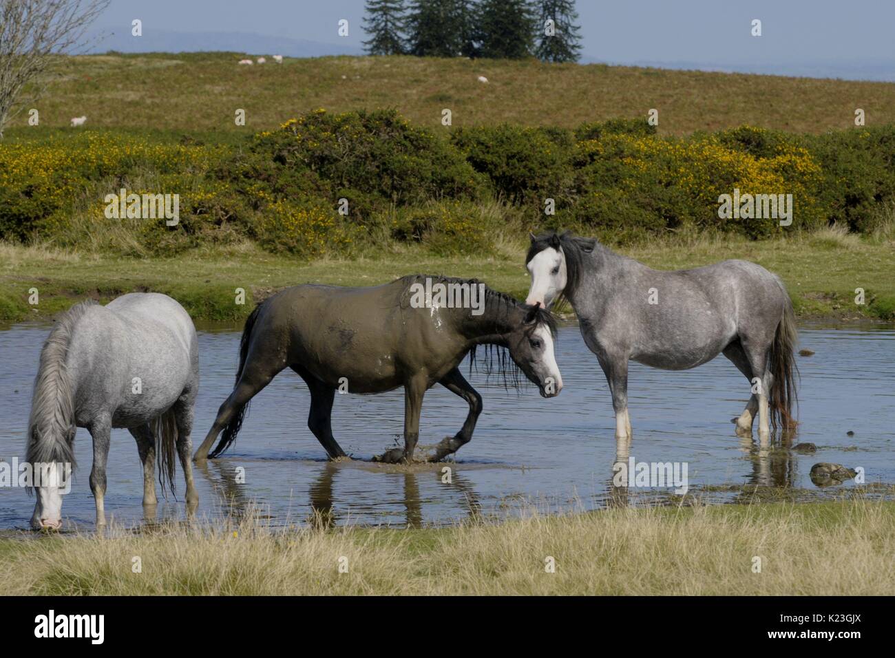 Kington, UK. Août 28, 2017. Météo britannique. Les poneys sauvages refroidir dans un bassin de la télécommande Hergest Ridge près de la ville de marché de Kington west Herefordshire. C'est peut-être la maison de banque la plus chaude en 50 ans avec certaines parties de l'UK frapper 84f. Hergest Ridge, qui est situé sur la frontière galloise/Anglais est 1 398 pieds au-dessus du niveau de la mer. Crédit : Andrew Compton/Alamy Live News Banque D'Images