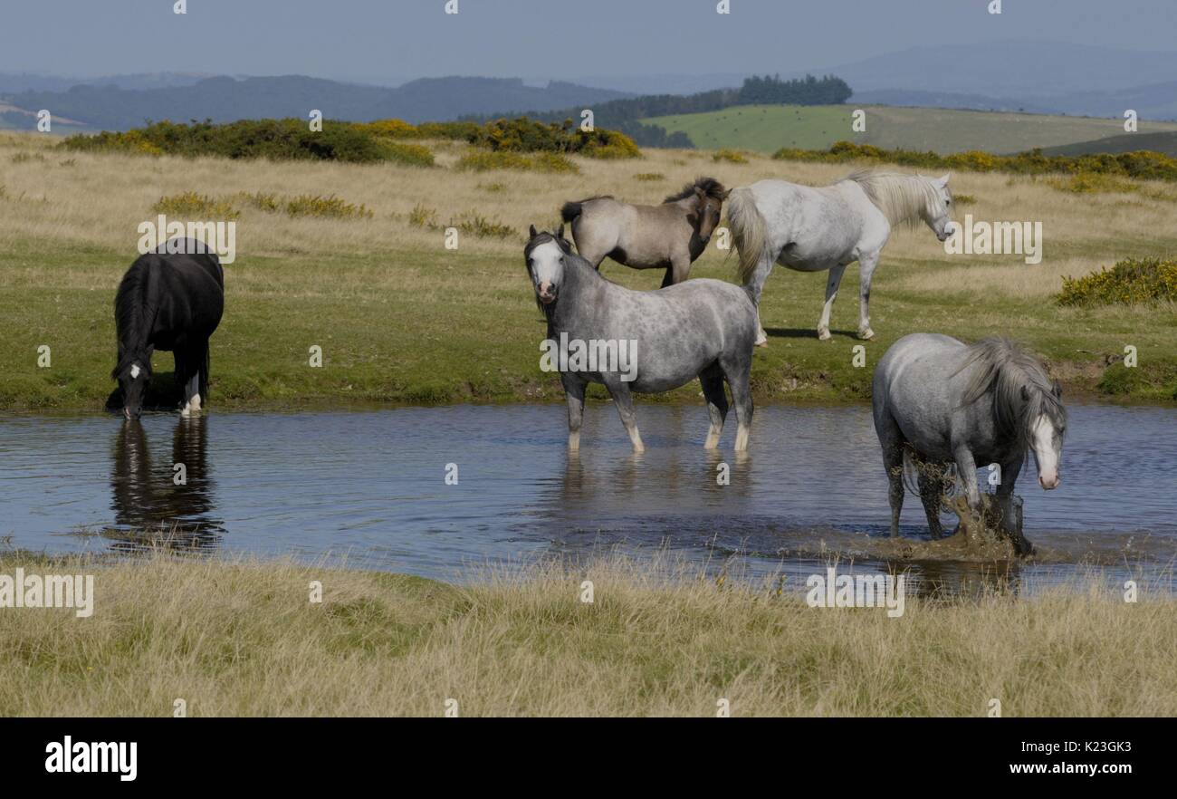 Kington, UK. Août 28, 2017. Météo britannique. Les poneys sauvages refroidir dans un bassin de la télécommande Hergest Ridge près de la ville de marché de Kington west Herefordshire. C'est peut-être la maison de banque la plus chaude en 50 ans avec certaines parties de l'UK frapper 84f. Hergest Ridge, qui est situé sur la frontière galloise/Anglais est 1 398 pieds au-dessus du niveau de la mer. Crédit : Andrew Compton/Alamy Live News Banque D'Images