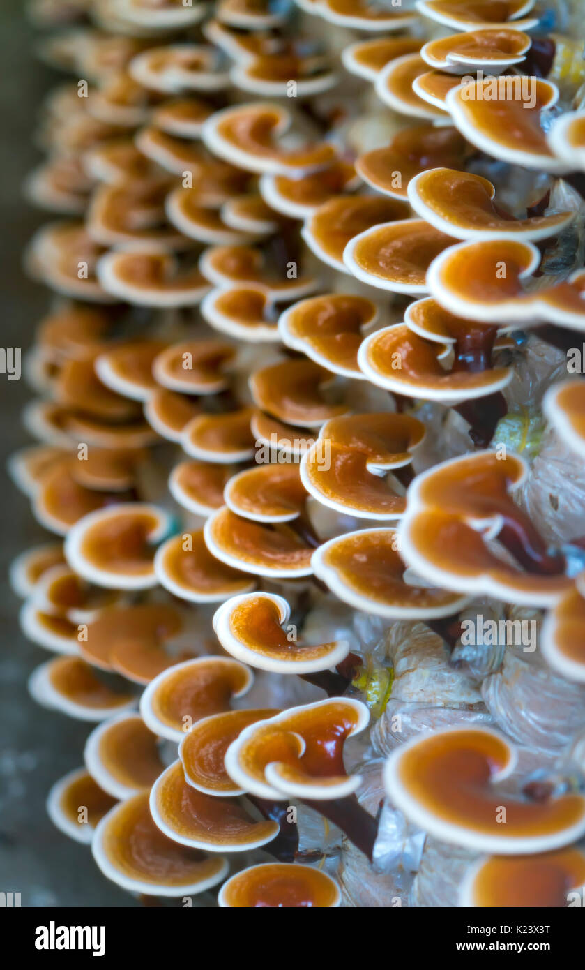 La beauté de Ganoderma lucidum croissant dans la ferme. C'est une façon de cultiver les champignons presque comme la nature pour une bonne qualité nutritionnelle pour la santé humaine Banque D'Images