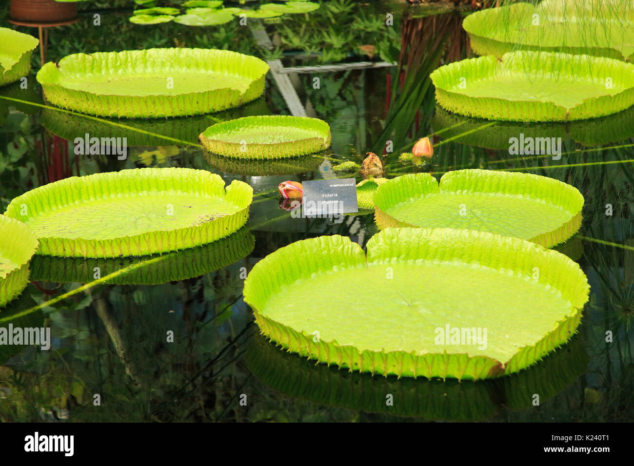 Amazon Victoria cruziana nénuphar feuilles flottantes, de l'eau Lily House, Royal Botanic Gardens, Kew, Londres, Angleterre, Royaume-Uni Banque D'Images