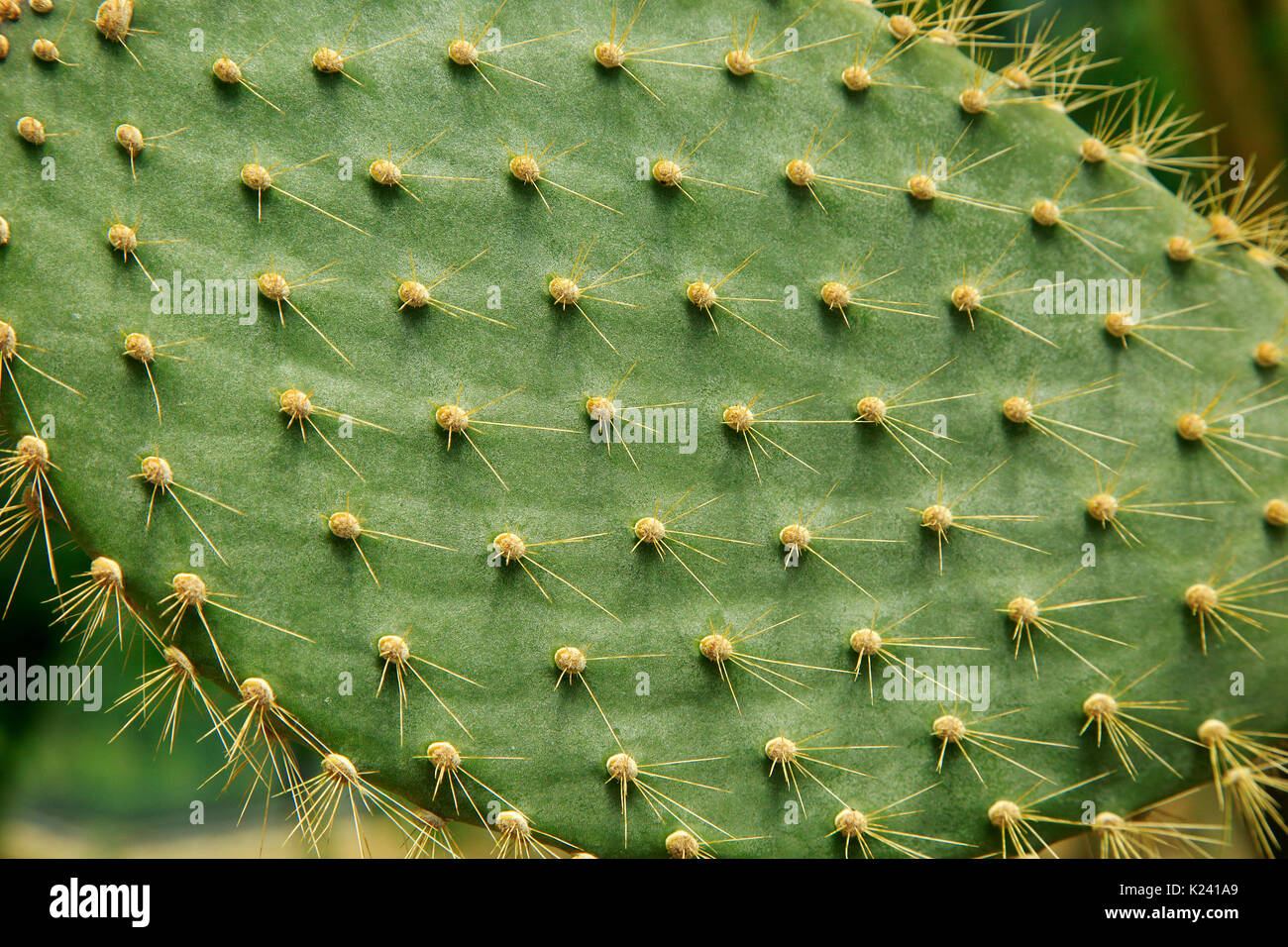 Close up de crampons sur feuilles de cactus opuntia echios, Kew Gardens, London, England, UK Banque D'Images