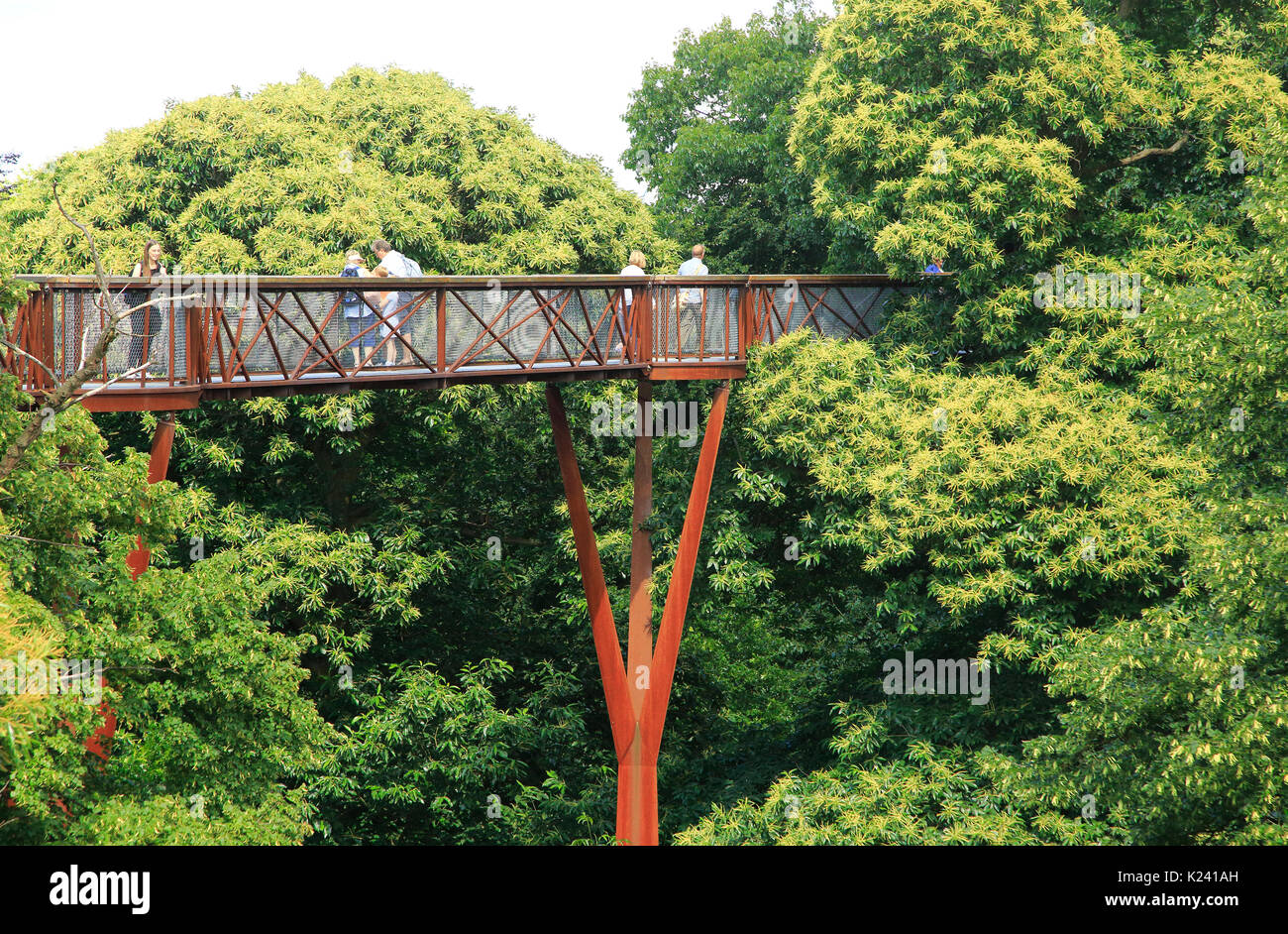 Xstrata Treetop Walkway, Royal Botanic Gardens, Kew, Londres, Angleterre, Royaume-Uni Banque D'Images