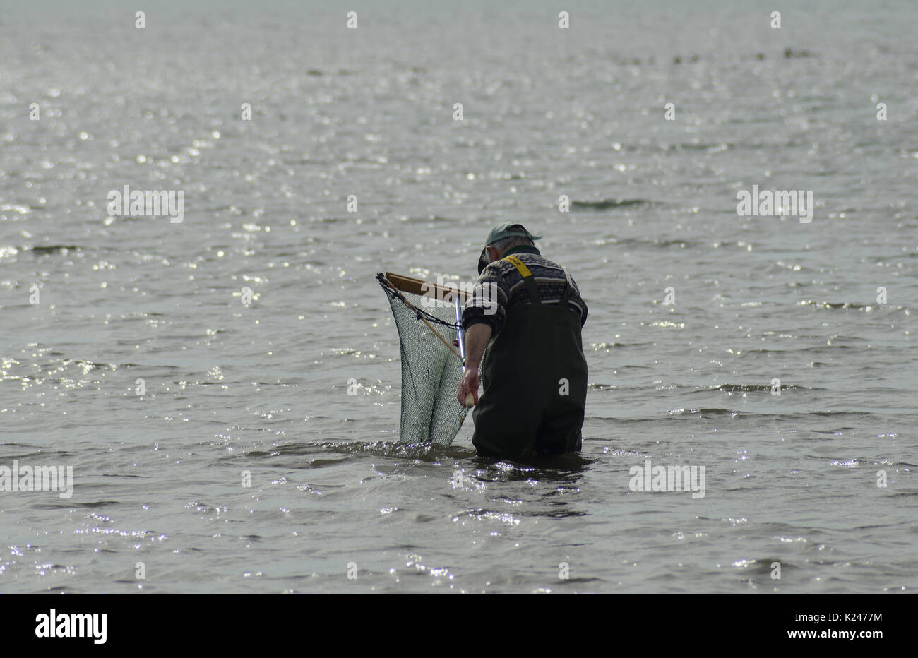 La méthode traditionnelle de pêche au filet de crevette sur la côte de Northumberland Banque D'Images