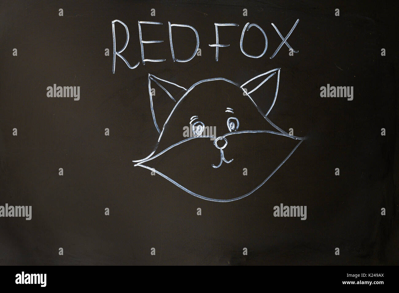 Red Fox portrait sur fond noir board Banque D'Images