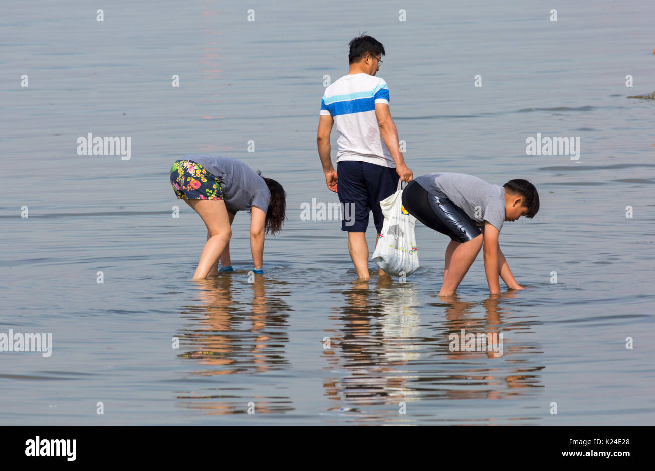 Bancs, Poole, Dorset, UK. Août 28, 2017. Météo France : belle chaude journée ensoleillée à bancs, comme les foules affluent à la station beach que les températures montent. En essayant de garder au frais dans la mer - le gondolage dans le port de Poole. Credit : Carolyn Jenkins/Alamy Live News Banque D'Images