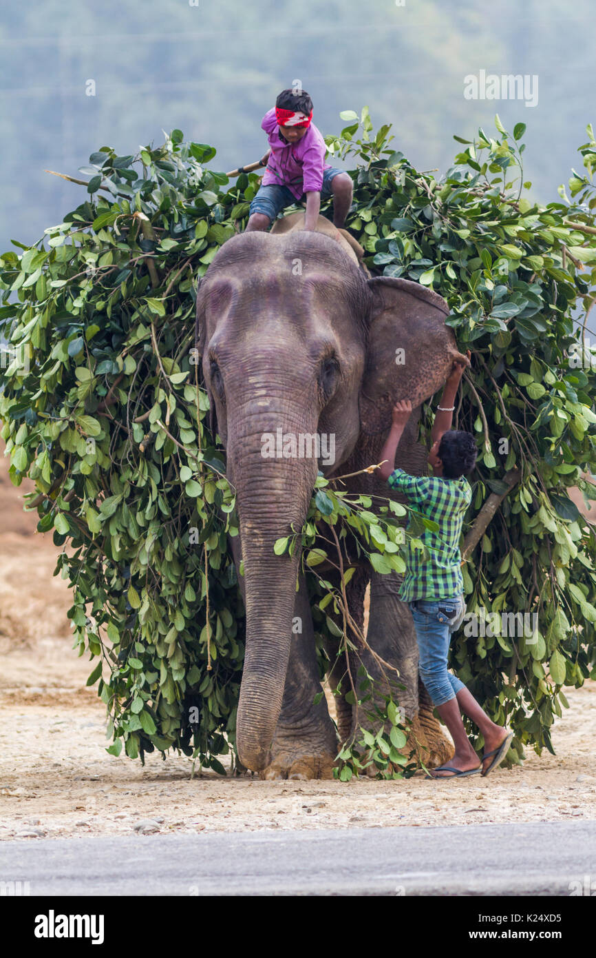 Les enfants équitation un éléphant domestique en Assam, Inde. Banque D'Images