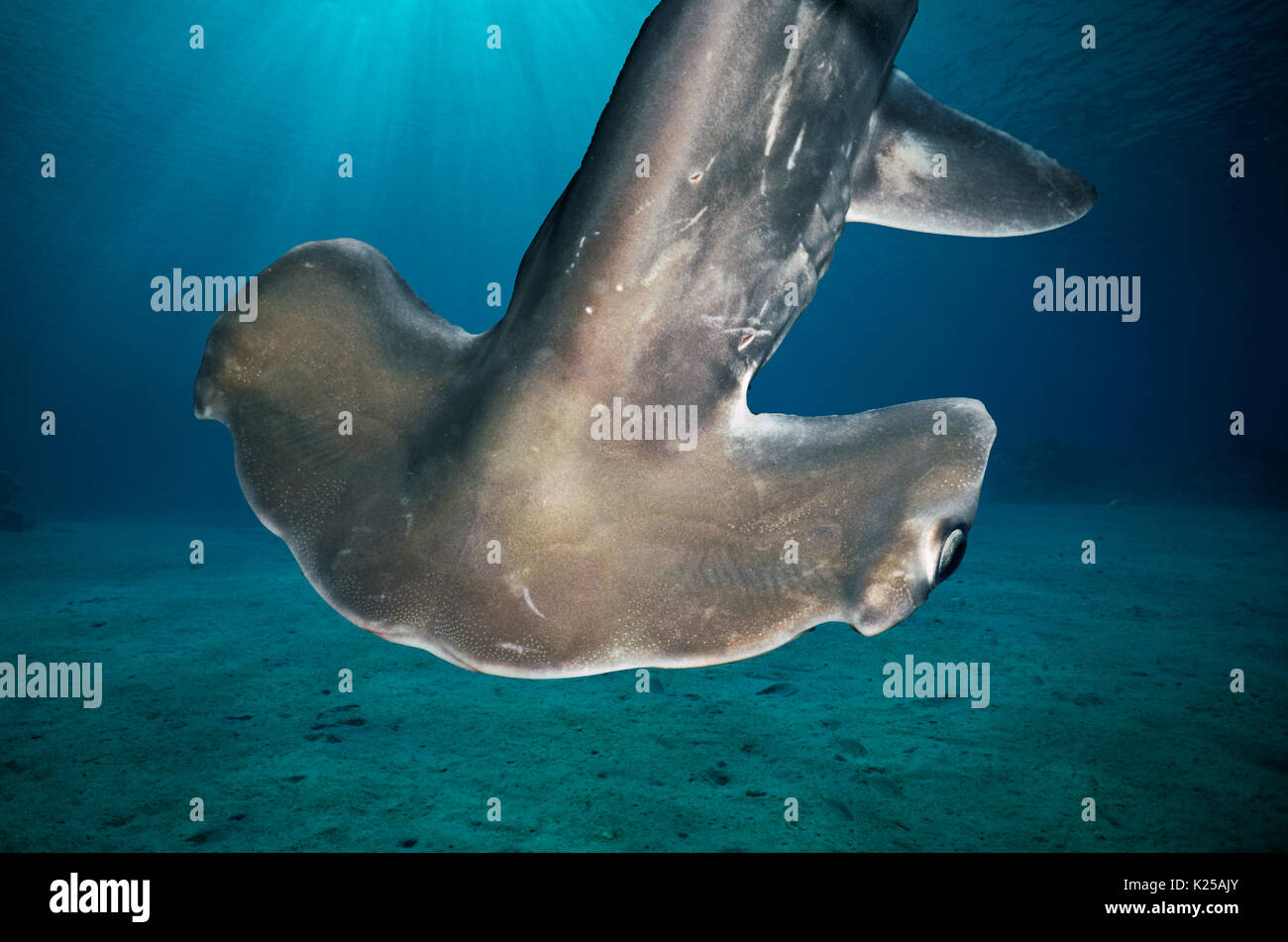 Juvenile requin-marteau halicorne (Sphyrna lewini), Baie de Kane'ohe, Hawaii - Océan Pacifique. Cette image a été numériquement modifié pour supprimer distracti Banque D'Images