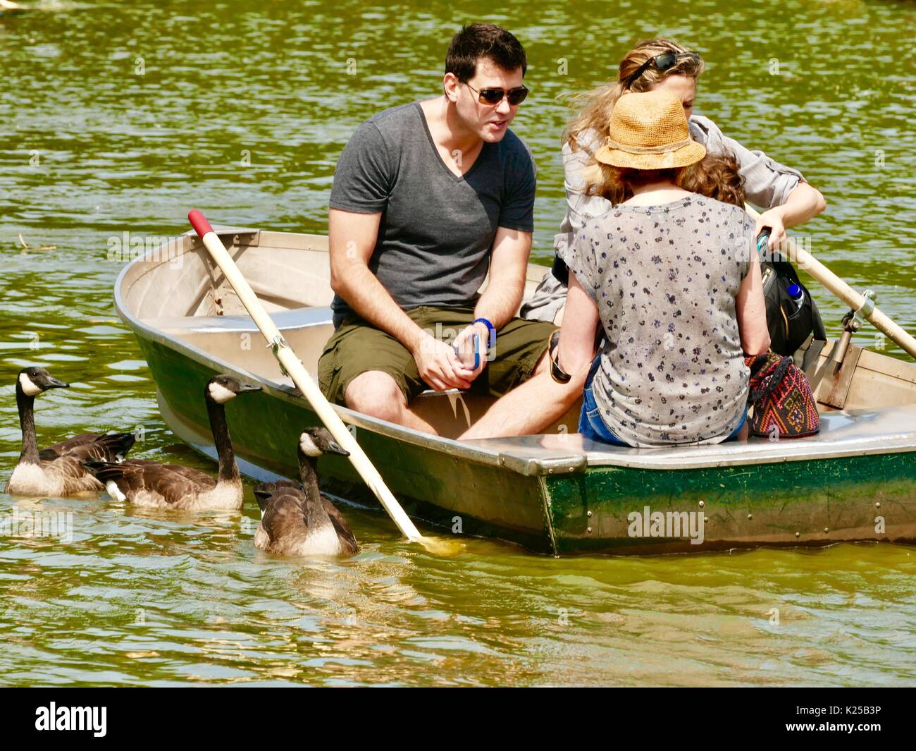 Les gens se détendre dans une chaloupe sur un lac avec des algues, alors que trois oies à côté du bateau quémander de la nourriture. Central Park, New York, NY, USA. Banque D'Images