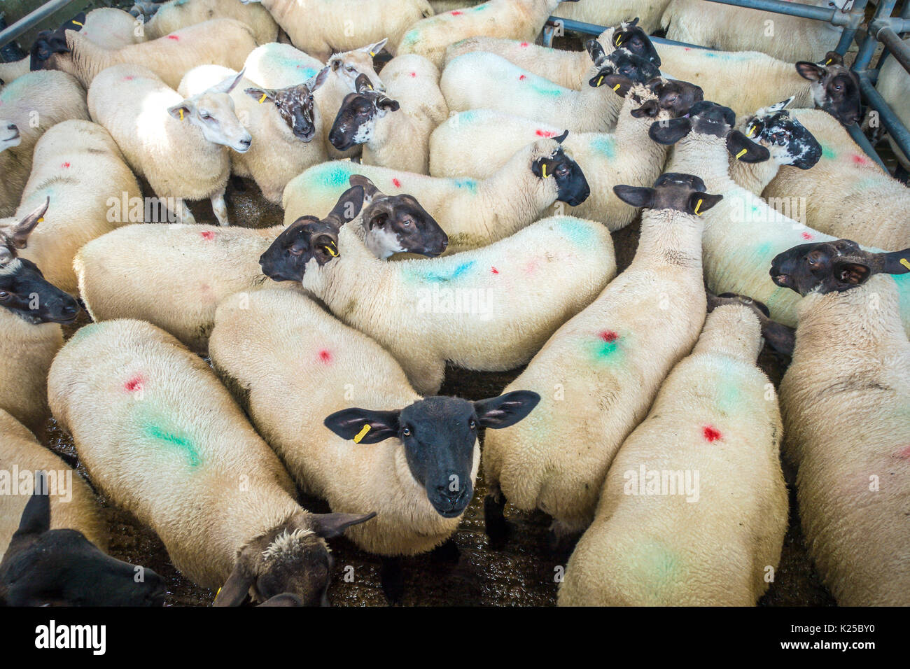 Salcombe Salcombe,marché,centre de vente aux enchères marché agricole hebdomadaire,vente aux enchères,special,stock,biologique,poney de bêtes de race,Moutons Banque D'Images