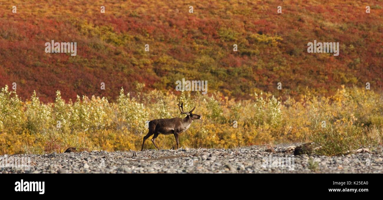 Un mâle bull harde de caribous de la harde de caribous de l'Arctique de l'Ouest marque une pause sur un banc de gravier le long de la rivière Kugururok au cours de sa migration d'automne vers le sud annuel à la réserve nationale Noatak, 26 août 2009 près de Kotzebue, en Alaska. Banque D'Images