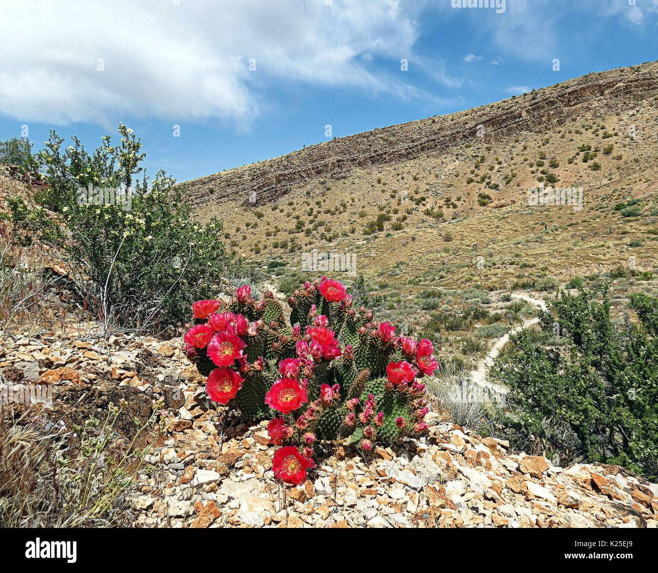 Un claret cup fleurs rouges fleurs de cactus au Red Rocks Canyon National Conservation Area, 21 avril 2015 près de Las Vegas, Nevada. Banque D'Images