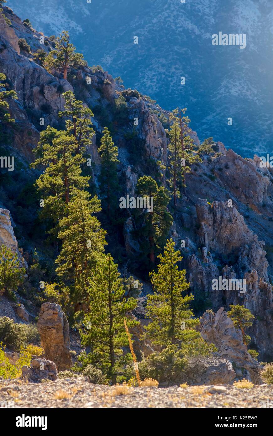Des formations de roche rouge au Red Rock Canyon National Conservation Area avec pins pinyon le 26 septembre 2016 près de Las Vegas, Nevada. Banque D'Images