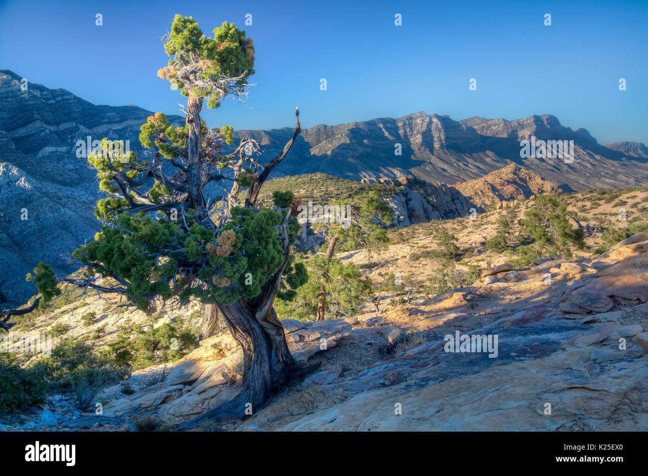 Des formations de roche rouge et pinyon pins au Red Rock Canyon National Conservation Area, 26 septembre 2016 près de Las Vegas, Nevada. Banque D'Images