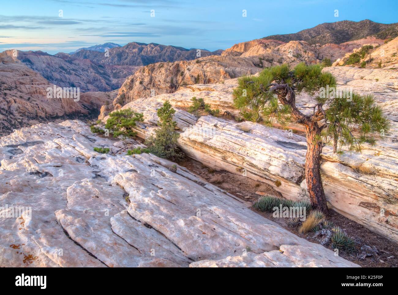Des formations de roche rouge et quelques pins pinyon au Red Rock Canyon National Conservation Area, 27 septembre 2016 près de Las Vegas, Nevada. Banque D'Images