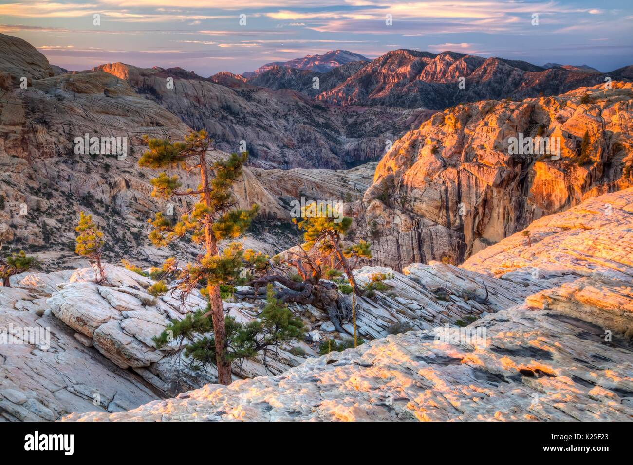 Des formations de roche rouge et pins pinyon au coucher du soleil au Red Rock Canyon National Conservation Area, 27 septembre 2016 près de Las Vegas, Nevada. Banque D'Images