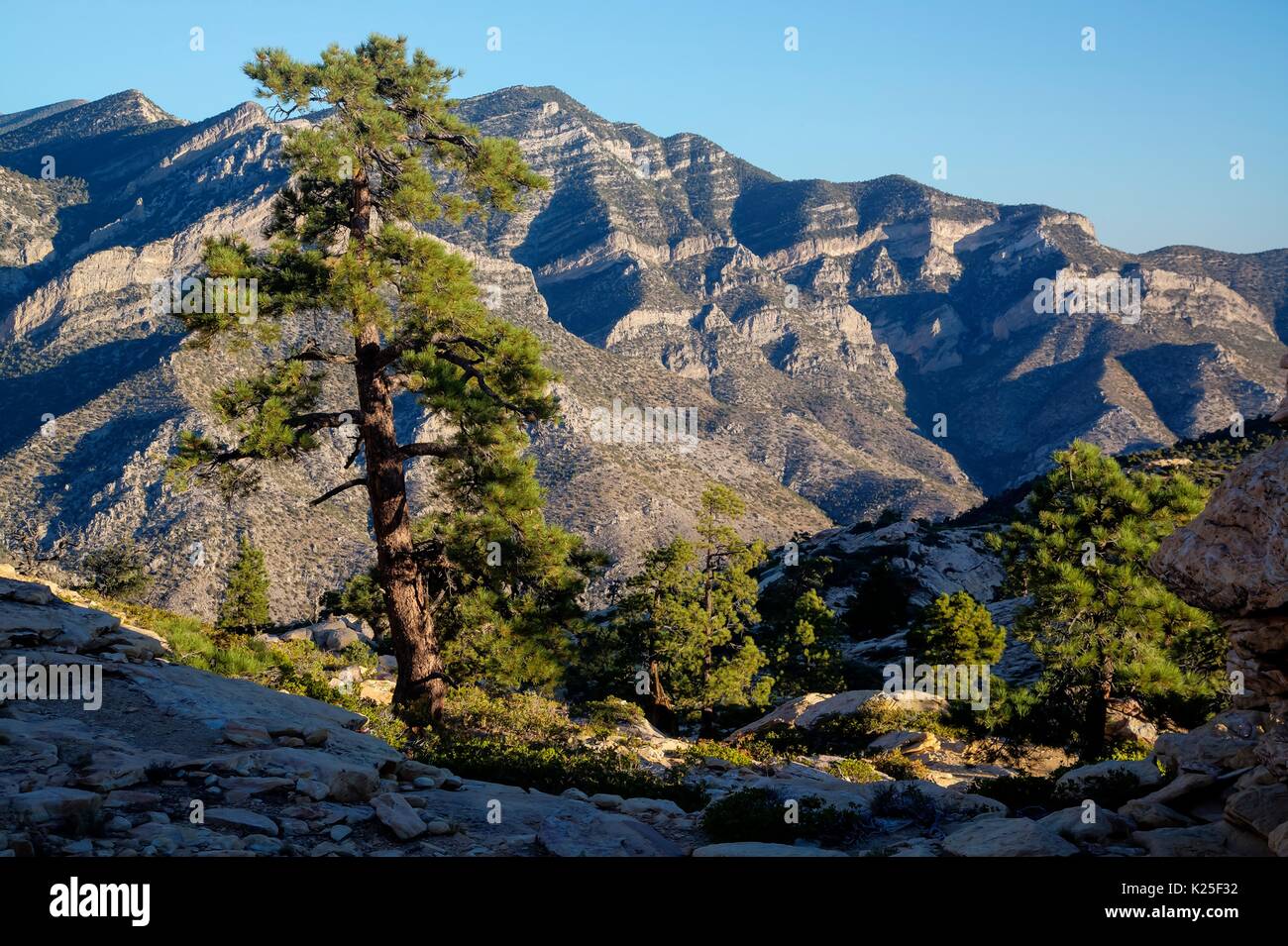 Les canyons, crêtes et sommets de montagnes et de pins pinyon composent le la Madre Mountain Wilderness dans le Red Rock Canyon National Conservation Area, 27 septembre 2016 près de Las Vegas, Nevada. Banque D'Images