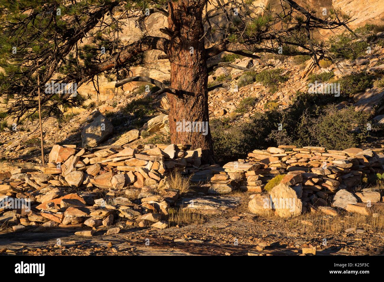 Des piles de roches érodées recueillir au bas autour d'un grand pin pinyon dans les canyons de grès de Red Rock Canyon National Conservation Area, 27 septembre 2016 près de Las Vegas, Nevada. Banque D'Images