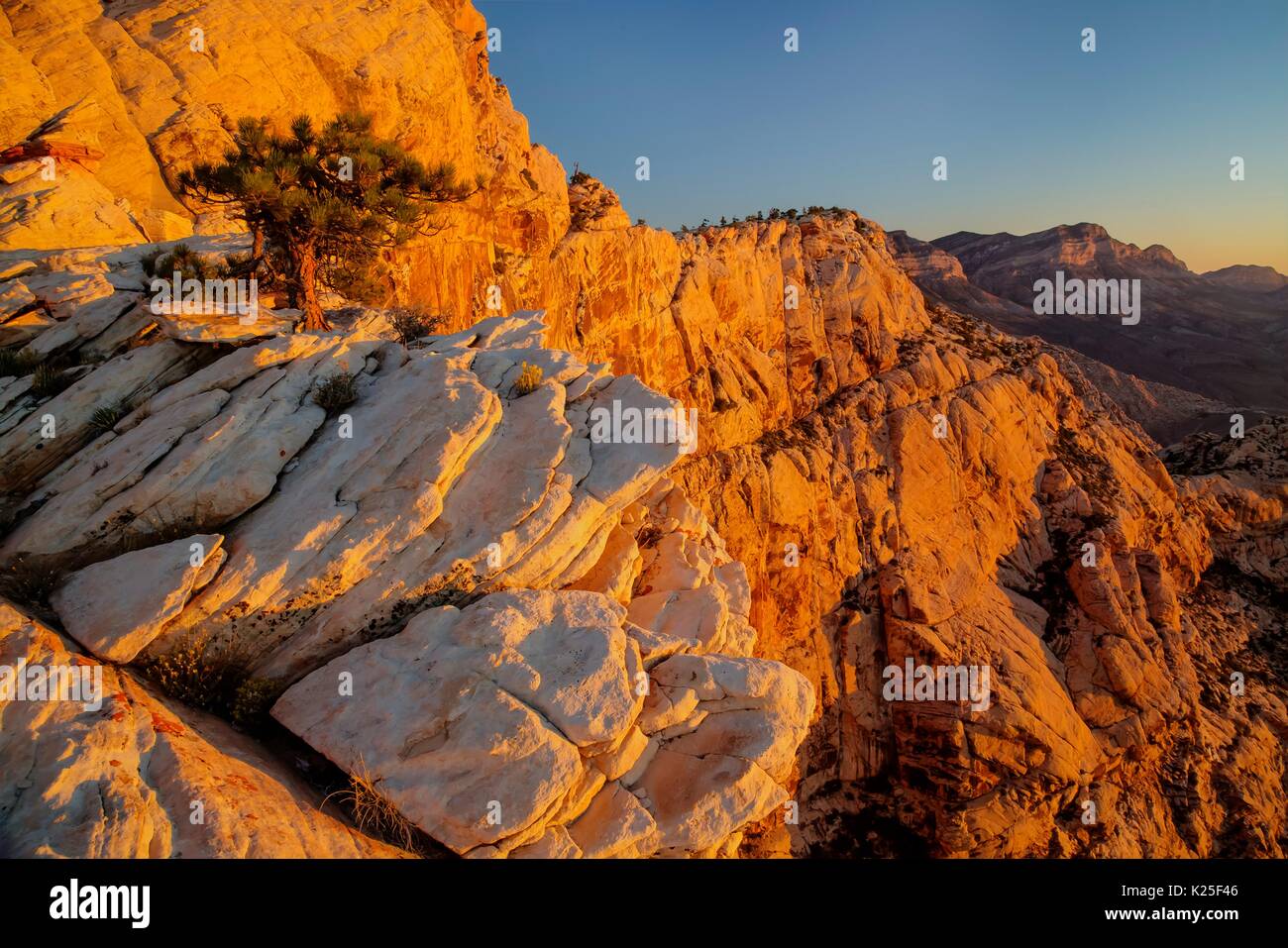 Des formations de roche rouge et pins pinyon au coucher du soleil au Red Rock Canyon National Conservation Area, 27 septembre 2016 près de Las Vegas, Nevada. Banque D'Images