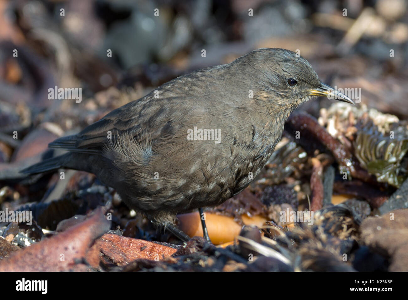 Oiseau Tussac aka Grèbe Grèbe noirâtre ; île Falkland Malvinas carcasse antarcticus Banque D'Images