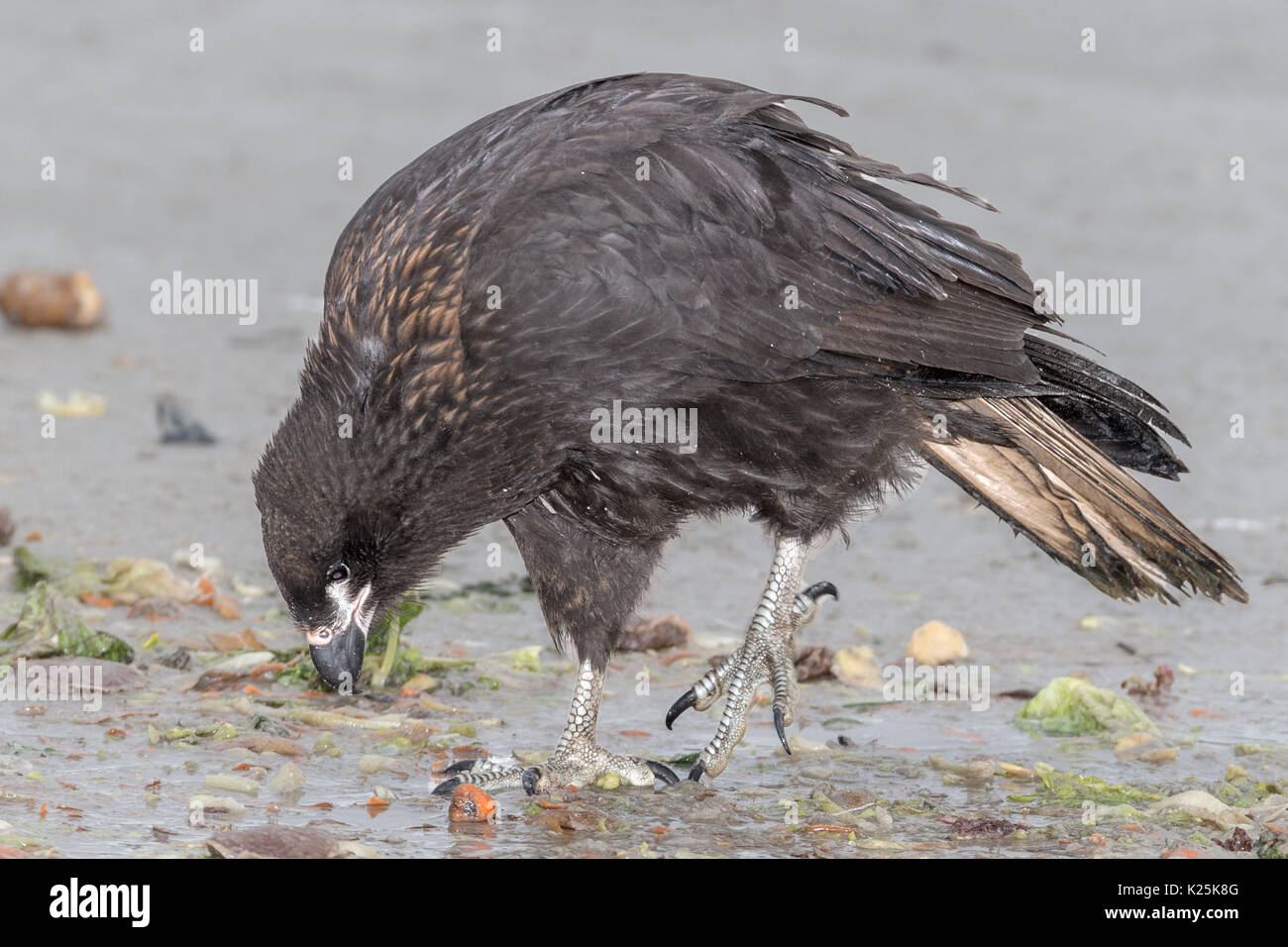 Phalcoboenus australis Caracara strié île Falkland Malvinas carcasse Banque D'Images