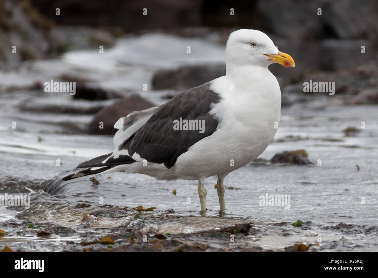 Larus dominicanus Kelp Gull Island carcasse Falkland Îles Malvinas Banque D'Images