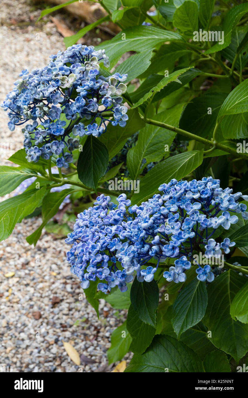 Les fleurs de coupe bleu rare mophead hortensia, Hydrangea macrophylla  'Ayesha', poussant sur sol acide Photo Stock - Alamy