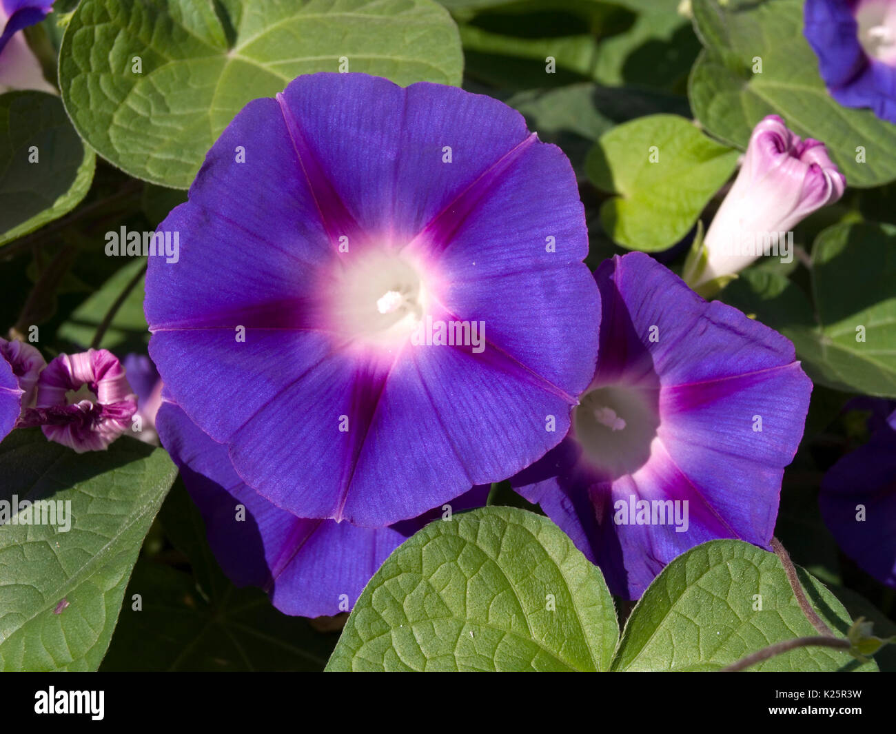 L'Ipomoea violacea sur un parterre de fleurs Banque D'Images