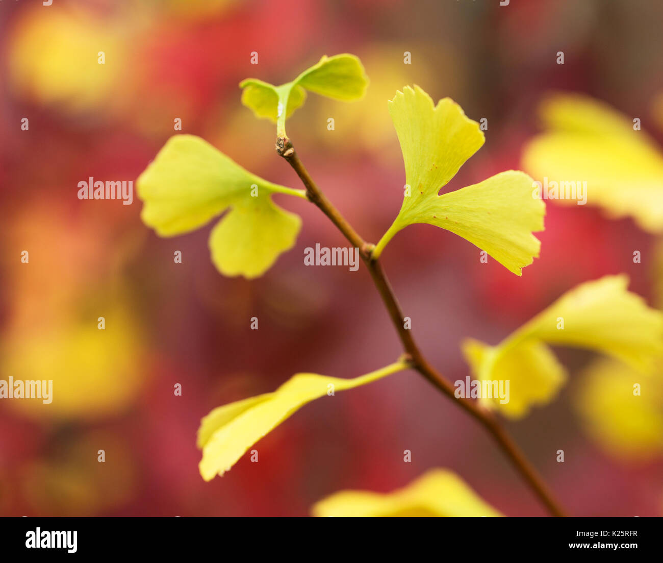 Close up of Ginkgo biloba feuilles jaunissent en automne ( arbre aux 40 écus) Banque D'Images