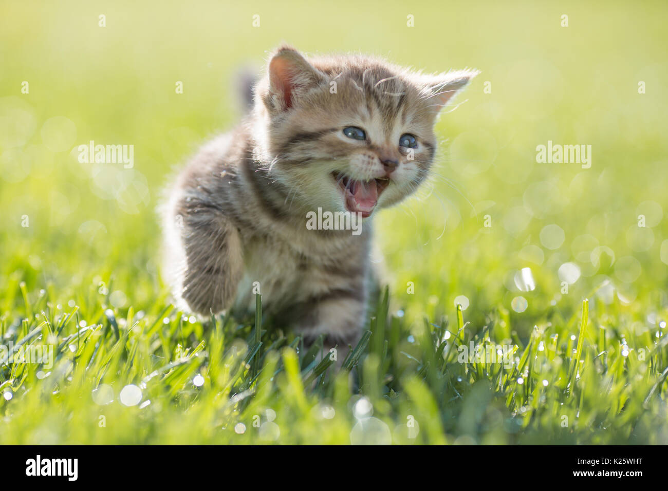 Jeune chat drôle meowing outdoor Banque D'Images