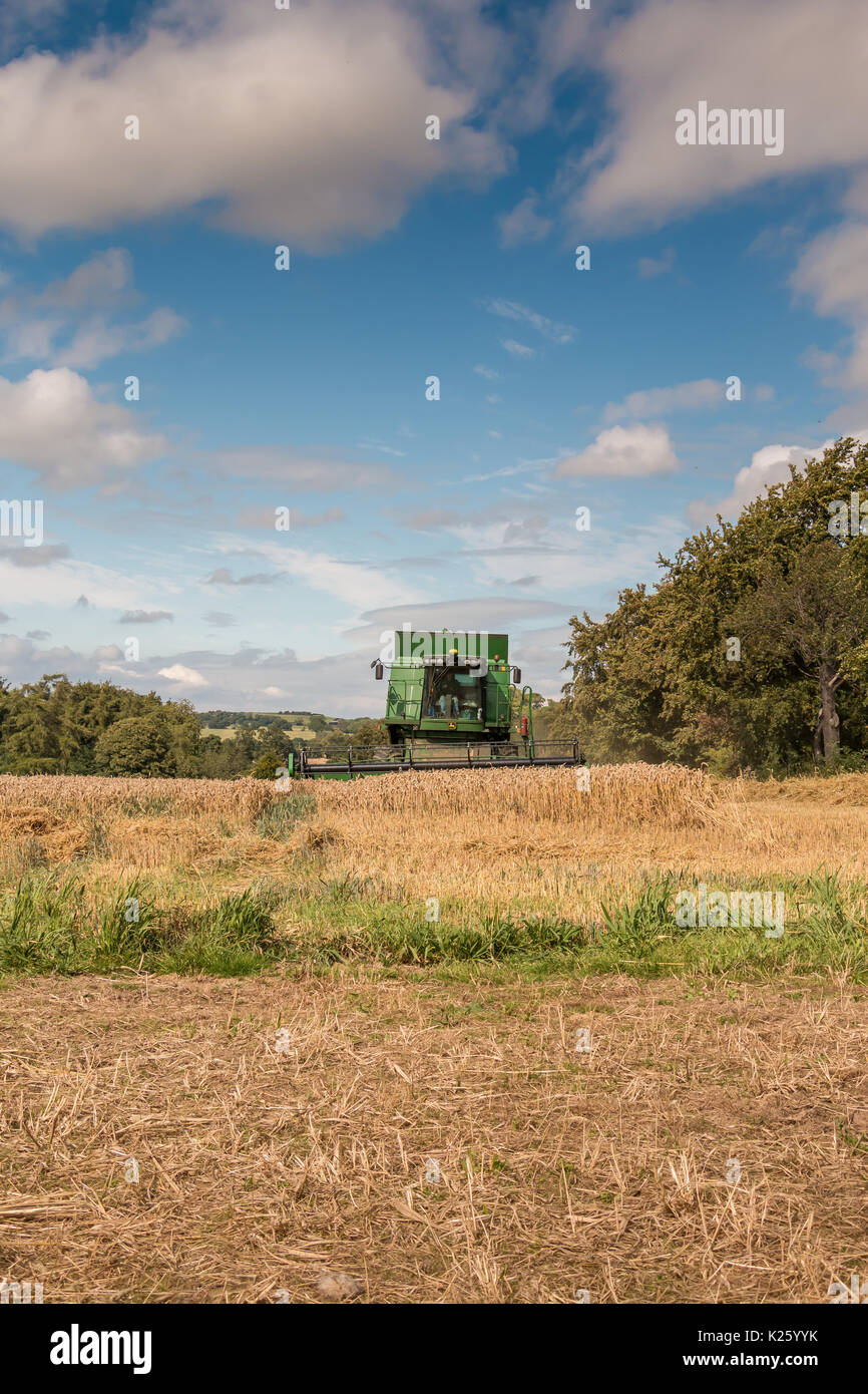 Royaume-uni l'agriculture, la récolte de blé de semence à Wycliffe Teesdale, with copy space Banque D'Images