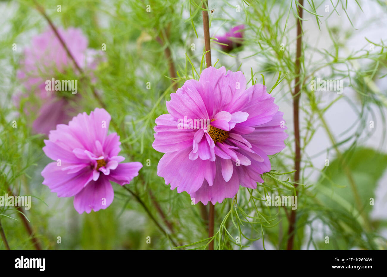 Cosmos bipinnatus 'Fizzy Pink' fleurs. Banque D'Images