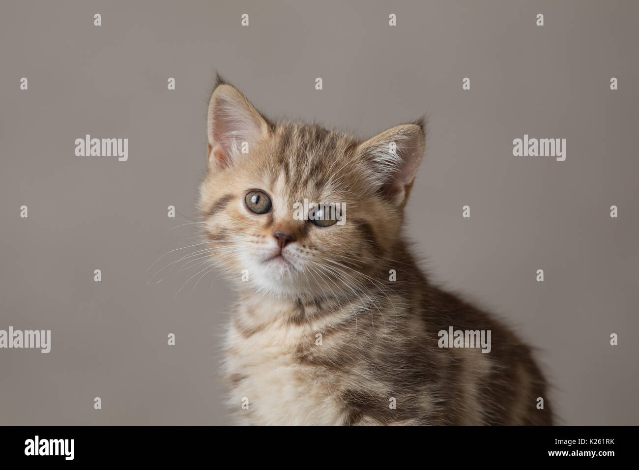 Jeune chat portrait sur fond brun Banque D'Images