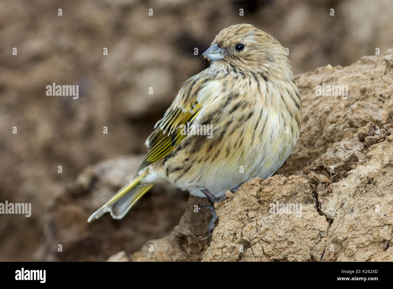 À menton noir Siskin Carduelis barbata Malouines Malvinas Bird Island carcasse Banque D'Images