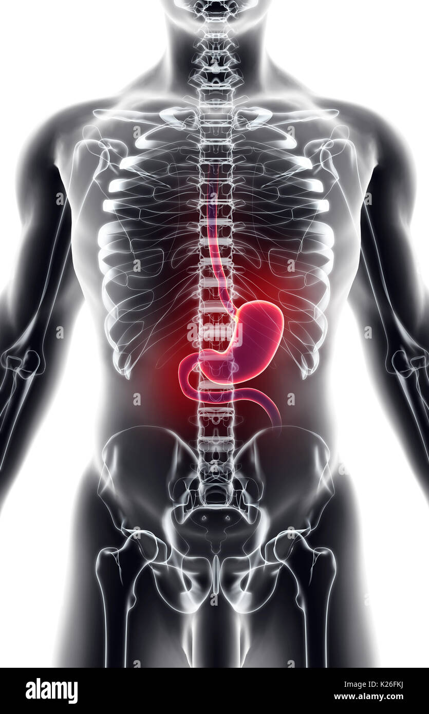 3d illustration de l'estomac, une partie de l'anatomie du système digestif, détail. Banque D'Images