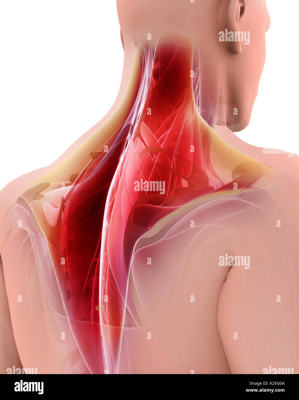 3d illustration de trapèze, partie de l'anatomie musculaire. Banque D'Images