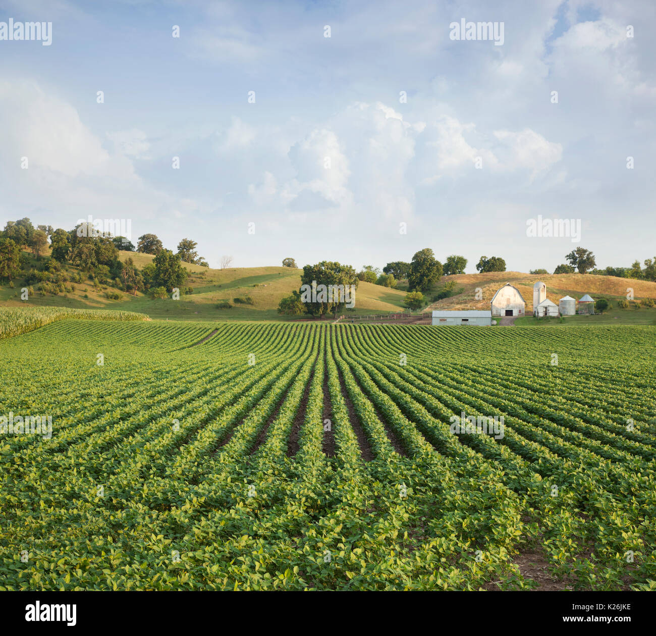 Champ de soja et de l'ouest de collines agricoles USA Banque D'Images