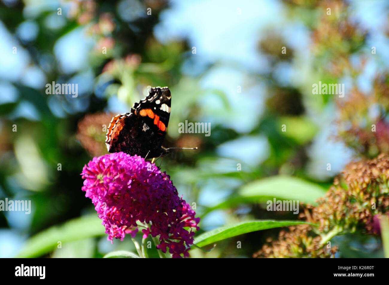 Papillon sur un pigment de Bush Banque D'Images