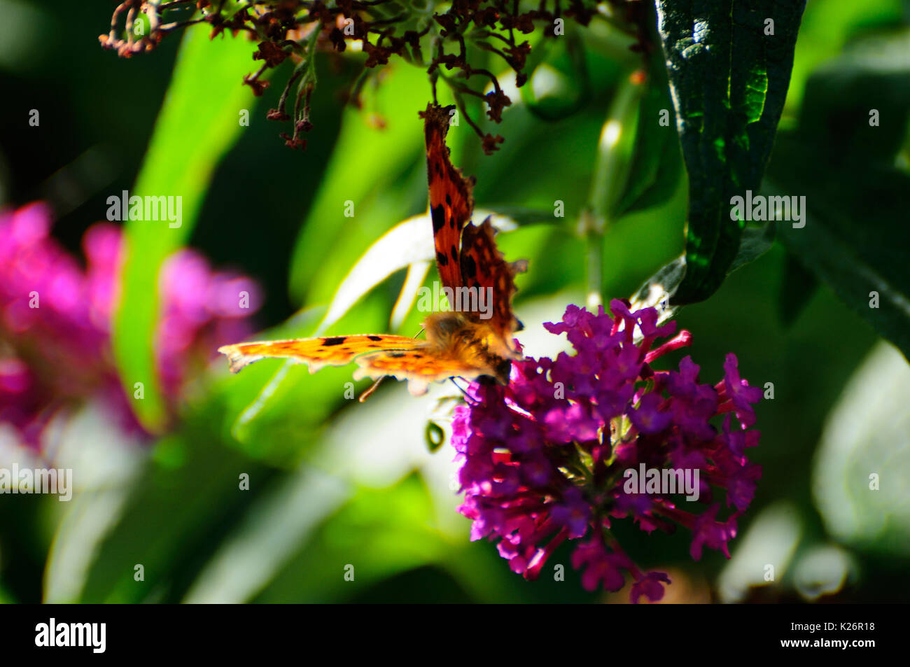 Papillon sur un pigment de Bush Banque D'Images