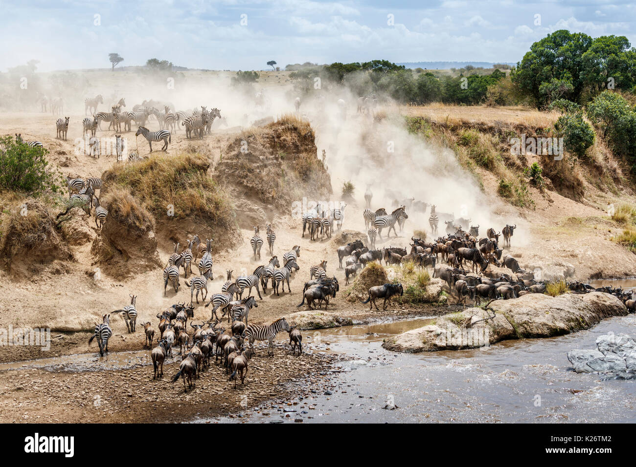 Les troupeaux de gnous bleu (Connochaetes taurinus) et zèbre des plaines (Equus burchellii) recueillir par la rivière Mara pour un passage à niveau, Masai Mara, Kenya Banque D'Images