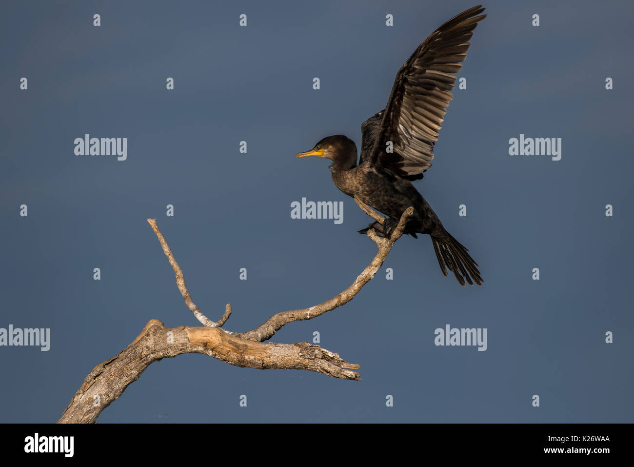Olivaceous cormorant (Phalacrocorax brasilianus) battre ses ailes, Pantanal, Mato Grosso do Sul, Brésil Banque D'Images