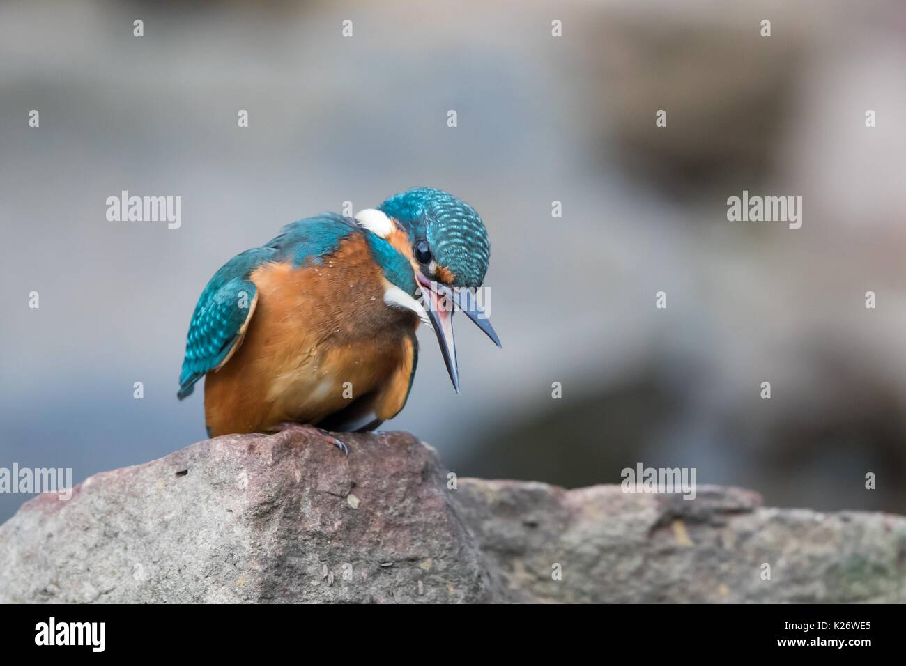 Kingfisher (Alcedo atthis) sur pierre, Hesse, Allemagne Banque D'Images