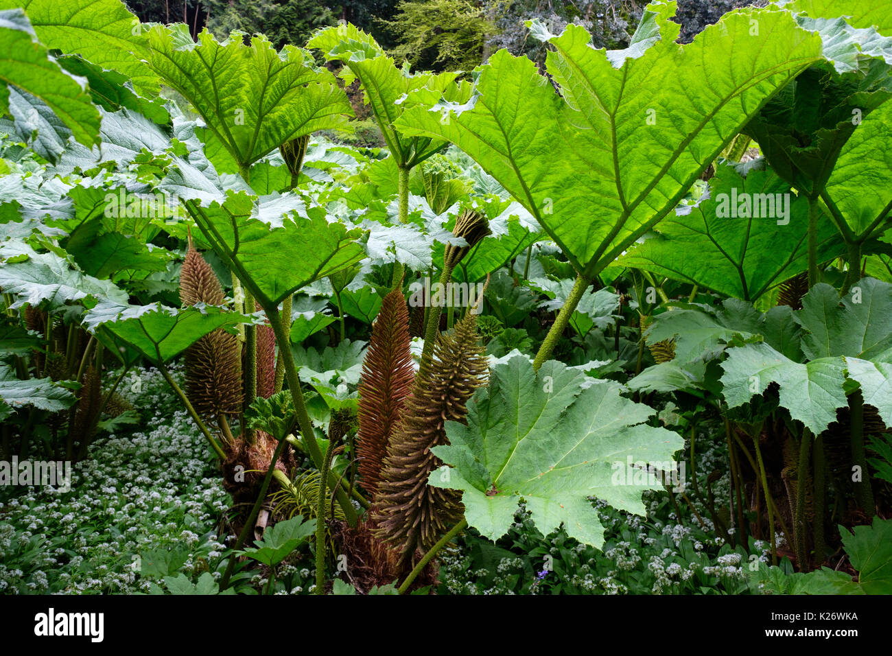 Les feuilles et les fleurs de la rhubarbe géante (Gunnera manicata), Trebah Garden, près de Falmouth, Cornwall, Angleterre, Royaume-Uni Banque D'Images