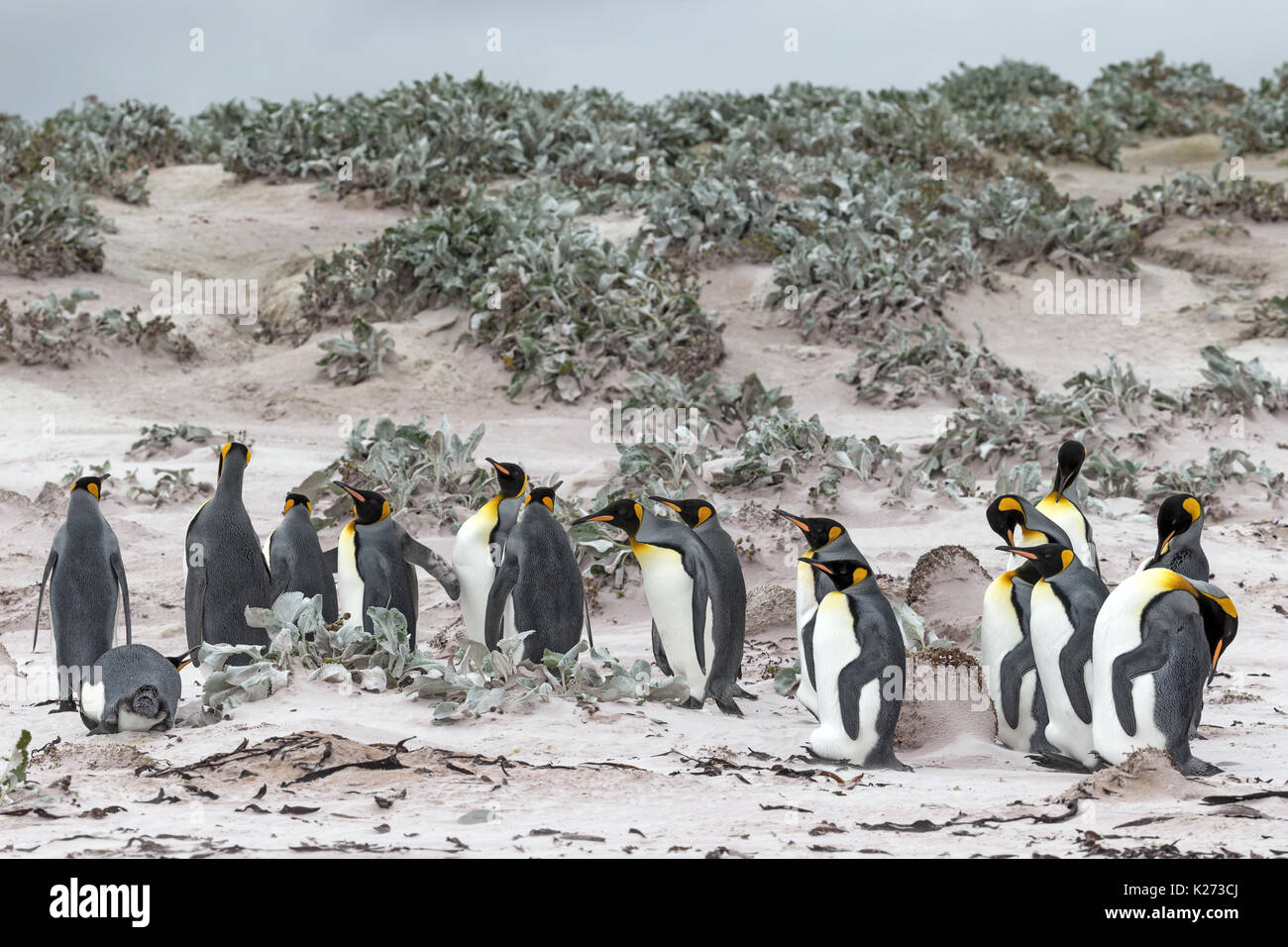 Manchot royal Aptenodytes patagonicus Volunteer Point East Island Îles Falkland (Malvinas) Banque D'Images
