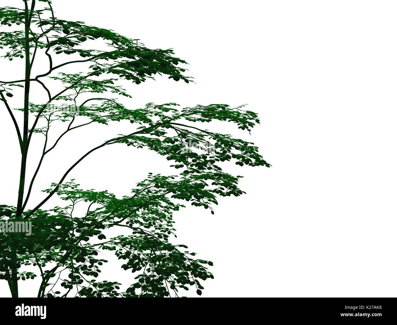 Le rendu 3D d'un arbre noir décrit avec bords verts isolé sur fond blanc Banque D'Images